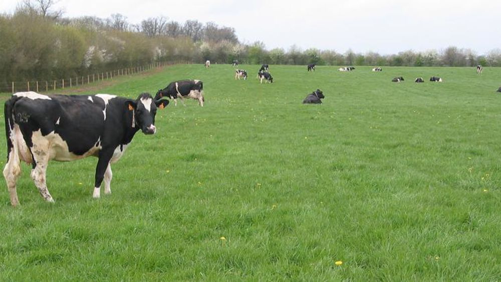 Au mois d’avril, la pousse est inférieure de 20 à 50 % à la moyenne à la ferme expérimentale Arvalis de La Jaillère, dans la Loire-Atlantique. © Arvalis